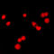 MutS Homolog 6 antibody, LS-C352291, Lifespan Biosciences, Immunofluorescence image 