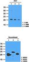 Ras antibody, MBS200206, MyBioSource, Western Blot image 