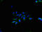 Transmembrane Protein 40 antibody, LS-C394851, Lifespan Biosciences, Immunofluorescence image 