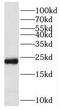Peroxiredoxin 1 antibody, FNab06756, FineTest, Western Blot image 