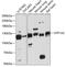 ATPase Na+/K+ Transporting Subunit Alpha 2 antibody, 15-211, ProSci, Western Blot image 