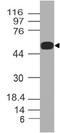 Spermatogenic Leucine Zipper 1 antibody, A09034, Boster Biological Technology, Western Blot image 