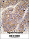 APOA2 antibody, 62-902, ProSci, Immunohistochemistry paraffin image 