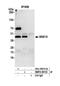 Sorting Nexin 15 antibody, NBP2-59133, Novus Biologicals, Western Blot image 