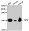 Translocator protein antibody, abx125401, Abbexa, Western Blot image 