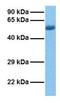 MARVEL domain-containing protein 3 antibody, GTX46649, GeneTex, Western Blot image 