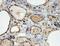 Paired Box 8 antibody, NB100-1065, Novus Biologicals, Immunohistochemistry frozen image 
