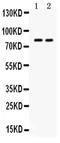 Zona Pellucida Glycoprotein 2 antibody, PA5-80248, Invitrogen Antibodies, Western Blot image 