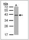 Deoxyribonuclease 1 antibody, AP23615PU-N, Origene, Western Blot image 