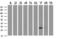 Heart And Neural Crest Derivatives Expressed 1 antibody, M06496-1, Boster Biological Technology, Western Blot image 