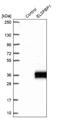 Epididymal Sperm Binding Protein 1 antibody, NBP2-13957, Novus Biologicals, Western Blot image 