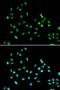 hHEL1 antibody, orb178578, Biorbyt, Immunofluorescence image 
