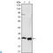 Apolipoprotein A1 antibody, LS-C812497, Lifespan Biosciences, Western Blot image 