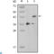 Mitogen-activated protein kinase 11 antibody, LS-C814063, Lifespan Biosciences, Western Blot image 