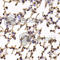 Kinesin Family Member 2B antibody, A6480, ABclonal Technology, Immunohistochemistry paraffin image 