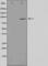 Aryl Hydrocarbon Receptor antibody, abx011631, Abbexa, Western Blot image 