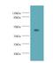 Napsin A Aspartic Peptidase antibody, LS-C317664, Lifespan Biosciences, Western Blot image 