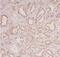 Abhydrolase Domain Containing 14B antibody, FNab00047, FineTest, Immunohistochemistry frozen image 