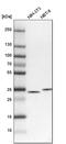 Tubulin Folding Cofactor B antibody, PA5-59569, Invitrogen Antibodies, Western Blot image 