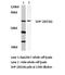 Protein Tyrosine Phosphatase Non-Receptor Type 11 antibody, LS-C176206, Lifespan Biosciences, Western Blot image 