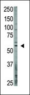 CAMP Responsive Element Binding Protein 3 Like 1 antibody, LS-C100476, Lifespan Biosciences, Western Blot image 