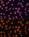 Int3 antibody, GTX32755, GeneTex, Immunocytochemistry image 