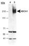 ATP Binding Cassette Subfamily A Member 1 antibody, PA5-22909, Invitrogen Antibodies, Western Blot image 