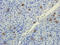 Serpin Family F Member 1 antibody, orb372324, Biorbyt, Immunohistochemistry paraffin image 