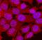 Ribosomal Protein S6 Kinase B2 antibody, AF2987, R&D Systems, Immunofluorescence image 