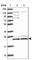 Tripartite Motif Containing 3 antibody, HPA048233, Atlas Antibodies, Western Blot image 