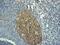 CD80 Molecule antibody, ab134120, Abcam, Immunohistochemistry paraffin image 