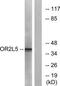 Olfactory Receptor Family 2 Subfamily L Member 5 antibody, TA315851, Origene, Western Blot image 