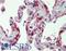Coagulation Factor VII antibody, LS-B4200, Lifespan Biosciences, Immunohistochemistry frozen image 