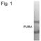 BCL2 Binding Component 3 antibody, PA1-4277, Invitrogen Antibodies, Western Blot image 