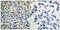 LIM Domain Kinase 1 antibody, LS-C199200, Lifespan Biosciences, Immunohistochemistry frozen image 