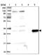 Aspartate Dehydrogenase Domain Containing antibody, NBP1-85832, Novus Biologicals, Western Blot image 