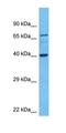 Homeobox D10 antibody, orb333127, Biorbyt, Western Blot image 