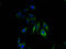 Gap Junction Protein Beta 3 antibody, A59234-100, Epigentek, Immunofluorescence image 