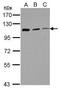 Coronin 7 antibody, GTX123282, GeneTex, Western Blot image 