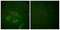 NFKB Inhibitor Epsilon antibody, LS-C117525, Lifespan Biosciences, Immunofluorescence image 