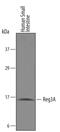 Regenerating Family Member 3 Alpha antibody, AF5940, R&D Systems, Western Blot image 