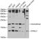 Dynein Light Chain LC8-Type 1 antibody, GTX53997, GeneTex, Western Blot image 