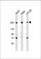 Myosin Heavy Chain 9 antibody, 59-654, ProSci, Western Blot image 