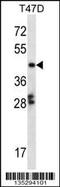 GA Binding Protein Transcription Factor Subunit Beta 1 antibody, 58-278, ProSci, Western Blot image 