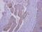 Tripartite Motif Containing 39 antibody, NBP2-20183, Novus Biologicals, Immunohistochemistry paraffin image 