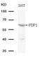 Pyruvate Dehyrogenase Phosphatase Catalytic Subunit 1 antibody, PA5-49694, Invitrogen Antibodies, Western Blot image 