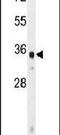 WD Repeat Domain 5B antibody, PA5-24529, Invitrogen Antibodies, Western Blot image 