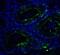 SWI/SNF Related, Matrix Associated, Actin Dependent Regulator Of Chromatin, Subfamily A, Member 4 antibody, NBP2-41270, Novus Biologicals, Immunofluorescence image 