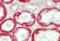 ATPase Na+/K+ Transporting Subunit Alpha 1 antibody, orb376098, Biorbyt, Immunohistochemistry paraffin image 