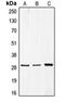 Cell Division Cycle Associated 3 antibody, orb215310, Biorbyt, Western Blot image 